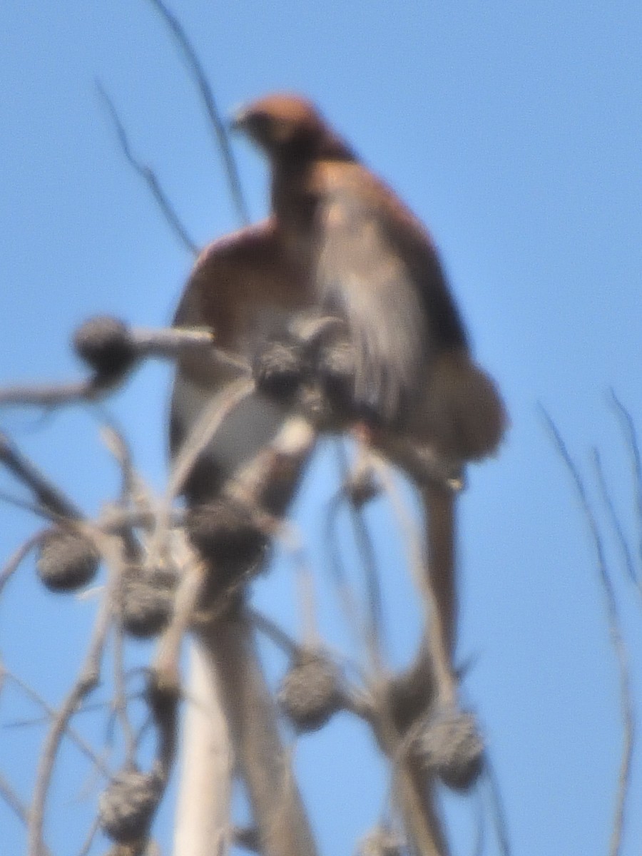 Şahin - ML629246019