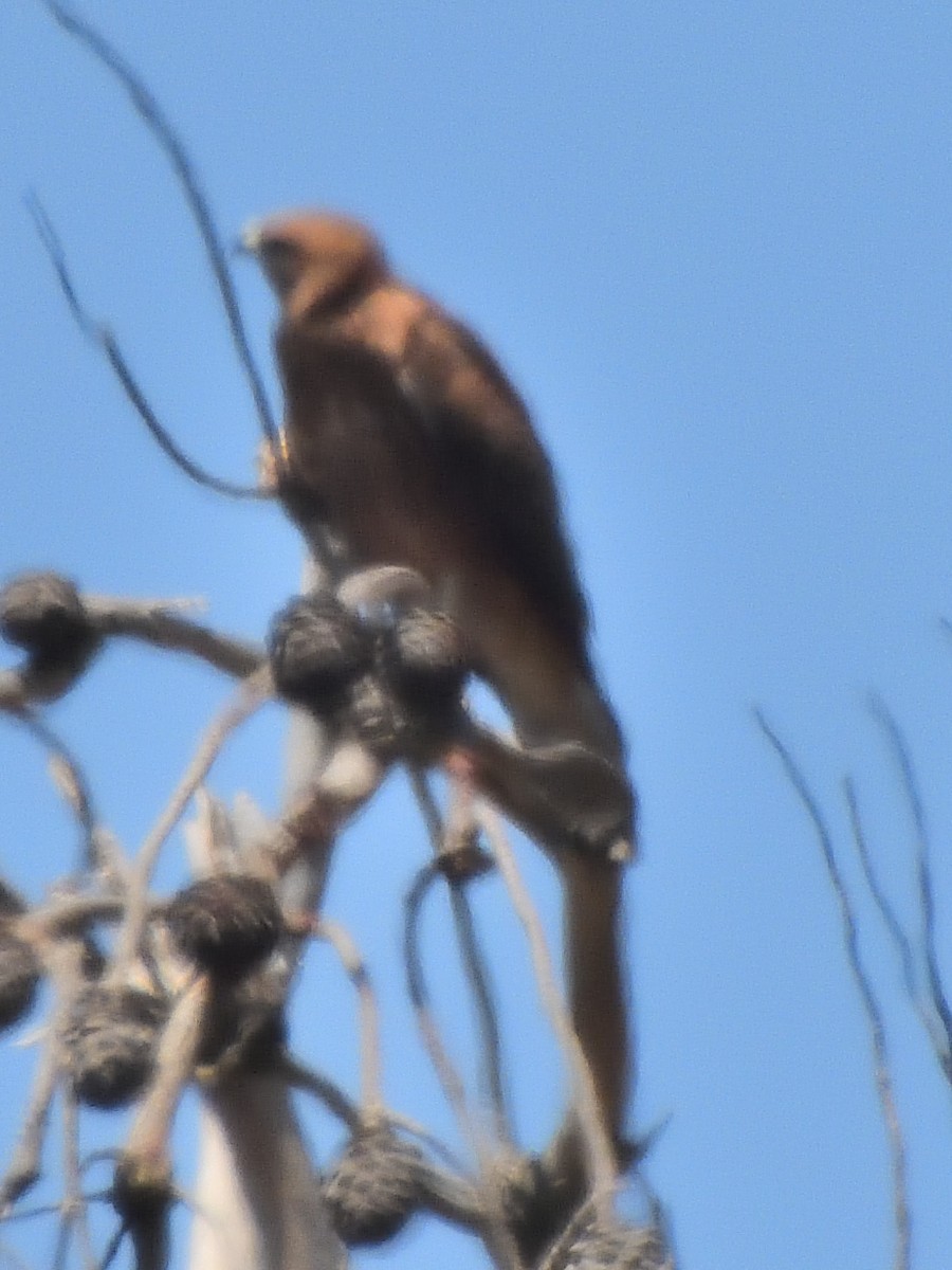 Şahin - ML629246020