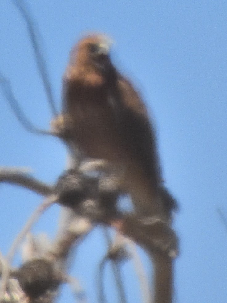 Şahin - ML629246021