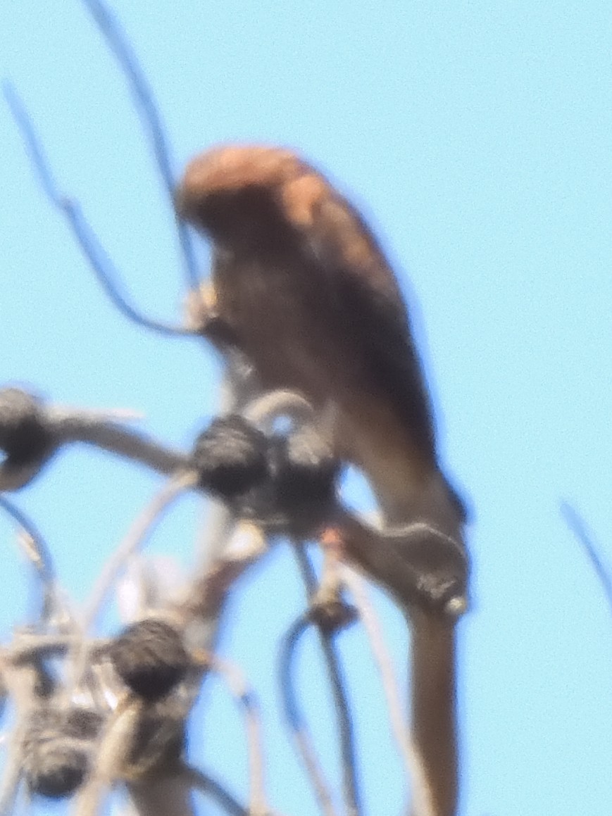 Şahin - ML629246022