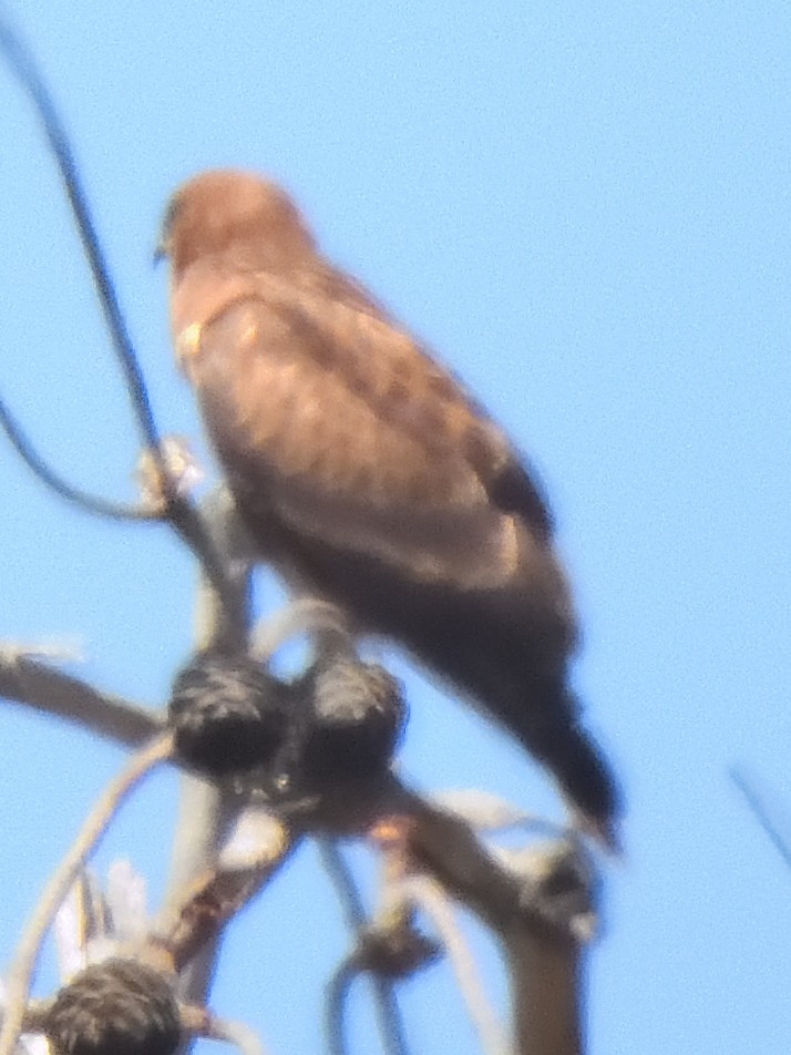 Şahin - ML629246023