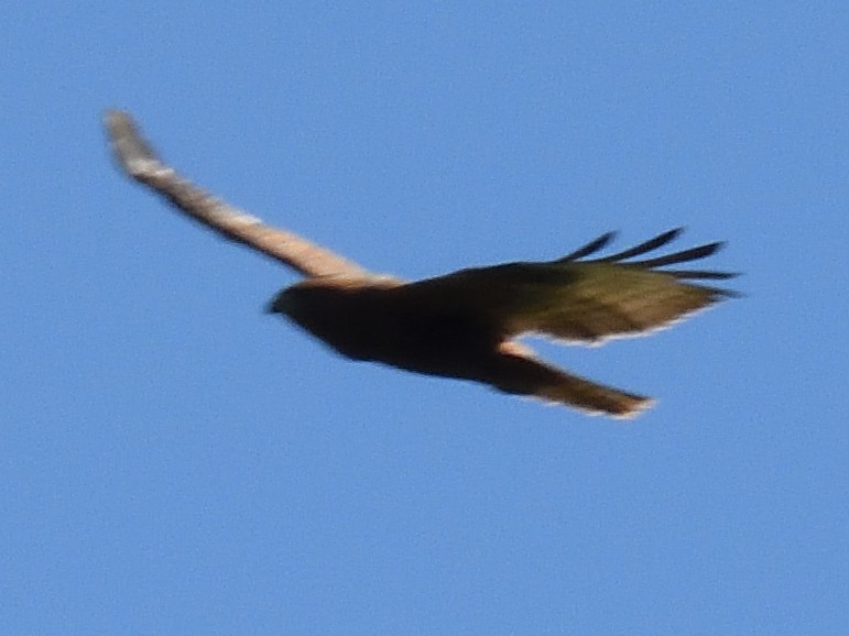 Şahin - ML629246024