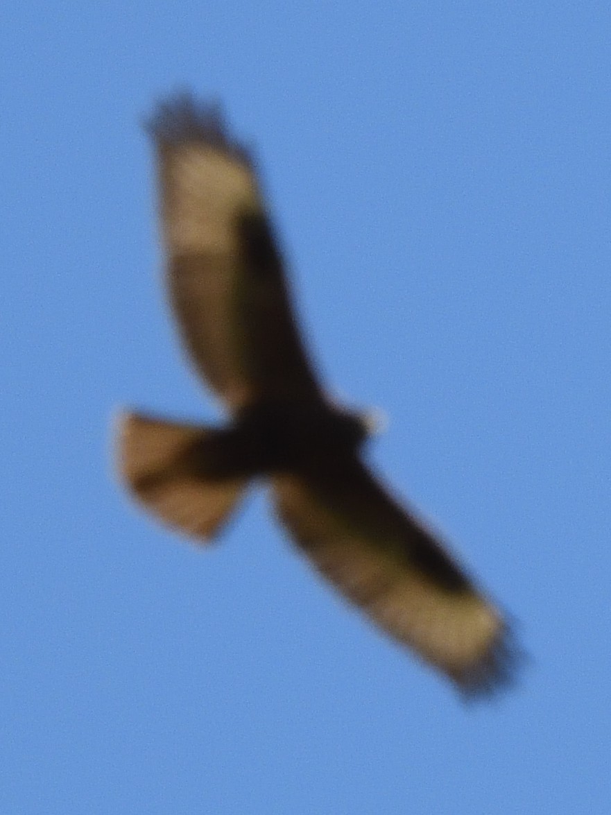 Şahin - ML629246025