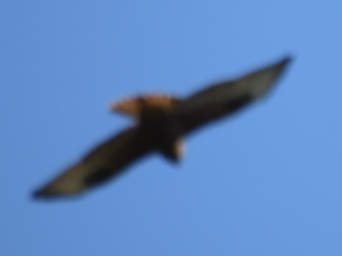 Şahin - ML629246026