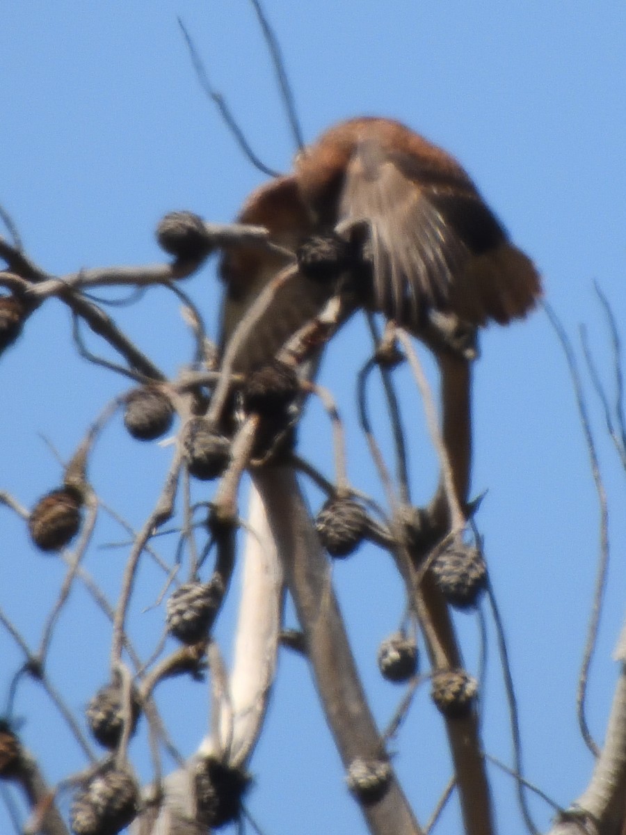 Şahin - ML629246027