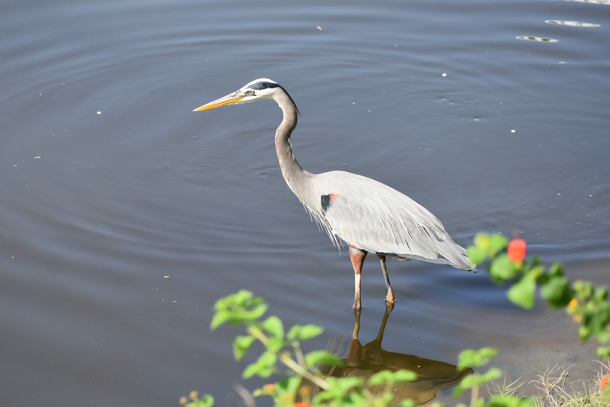 Great Blue Heron - ML629246276