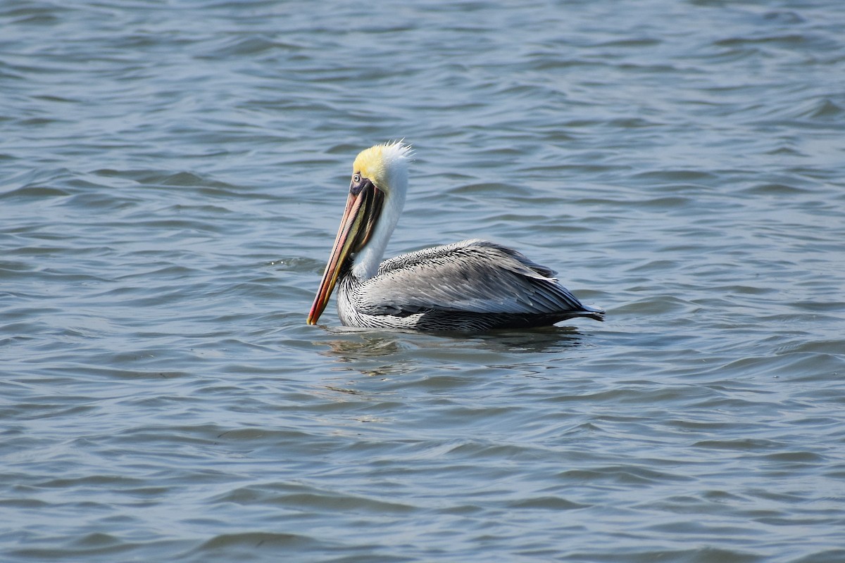 Brown Pelican - ML629246321
