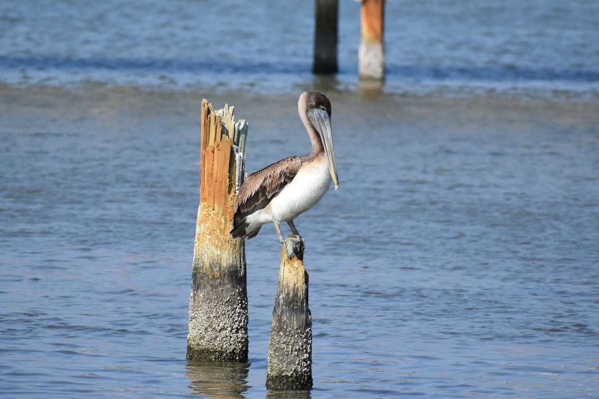 Brown Pelican - ML629246323
