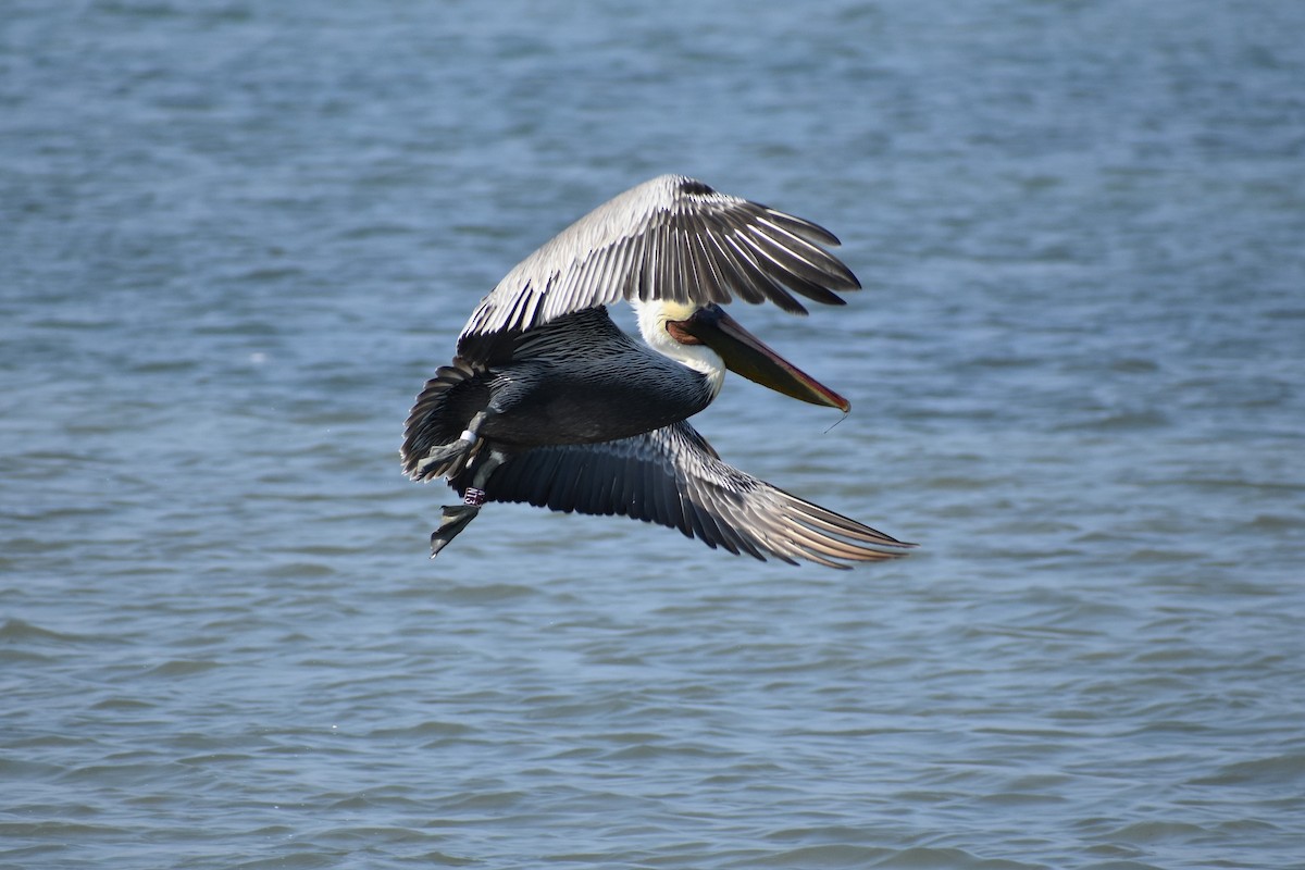 Brown Pelican - ML629246324