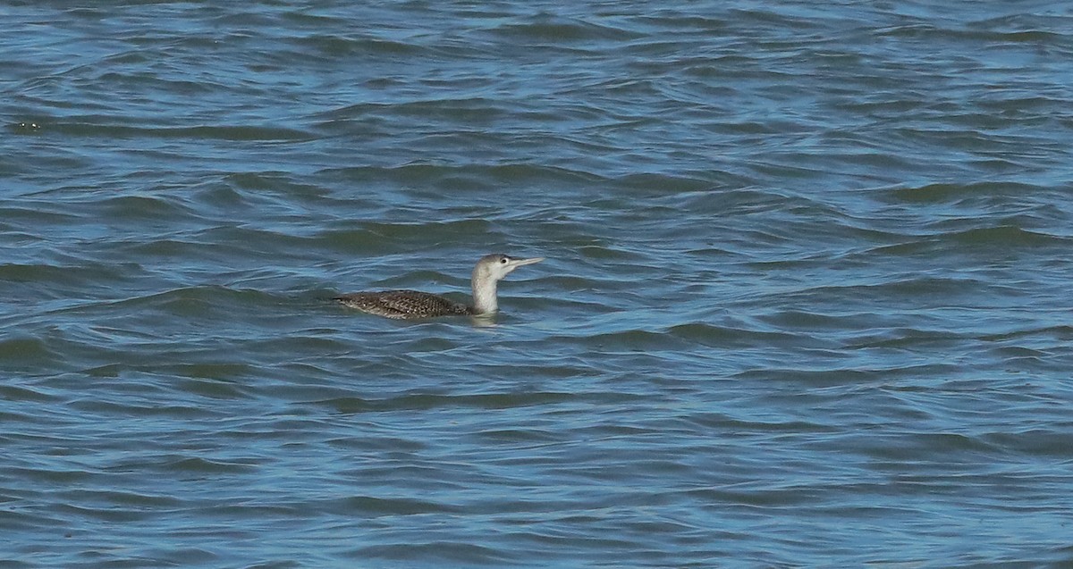 Red-throated Loon - ML629246344