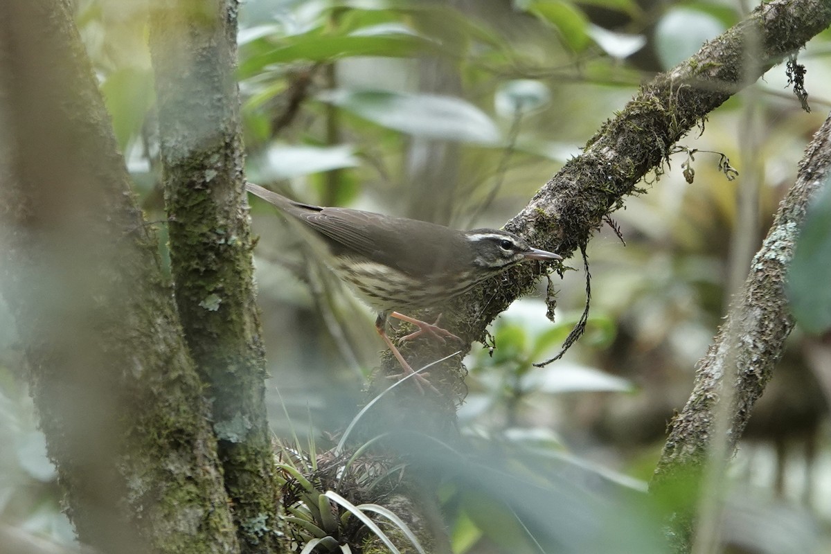 Louisiana Waterthrush - ML629246381