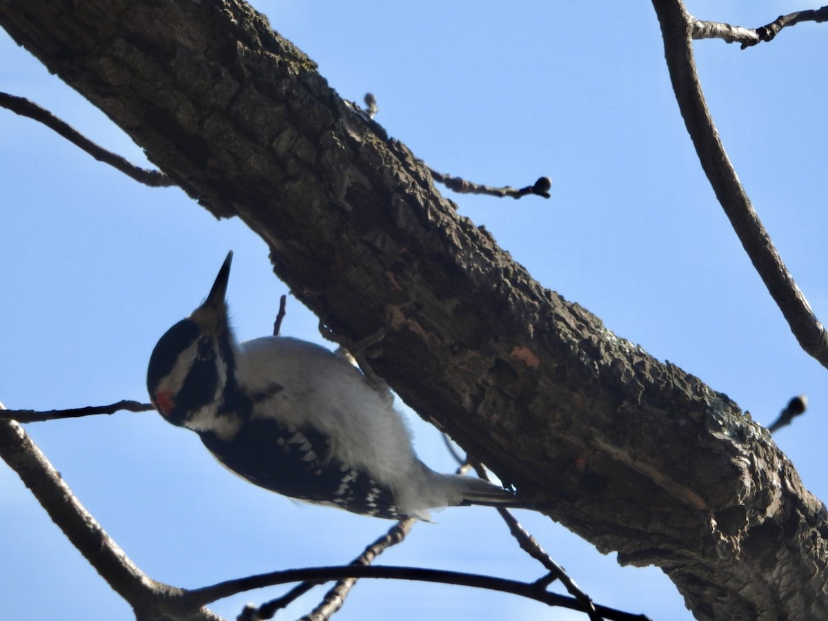 Hairy Woodpecker - ML629246392