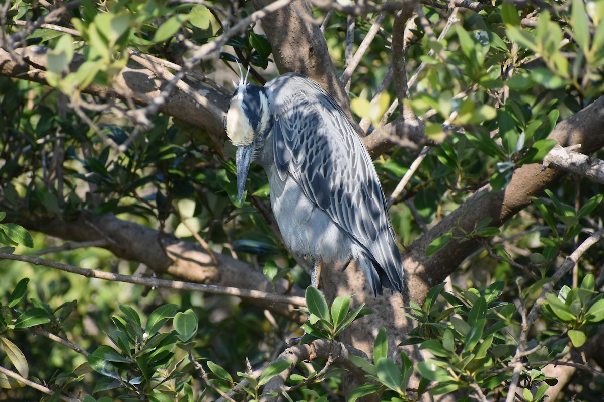 Yellow-crowned Night Heron - ML629246553