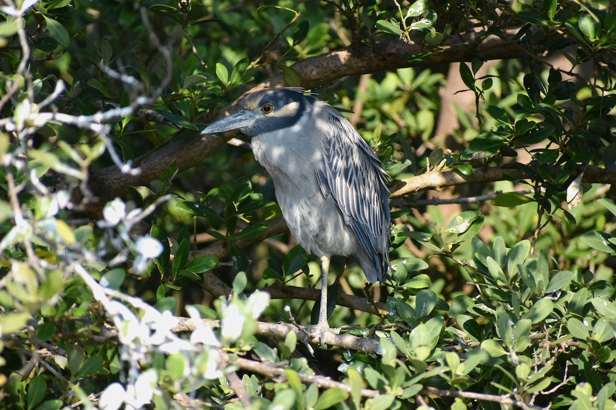 Yellow-crowned Night Heron - ML629246554