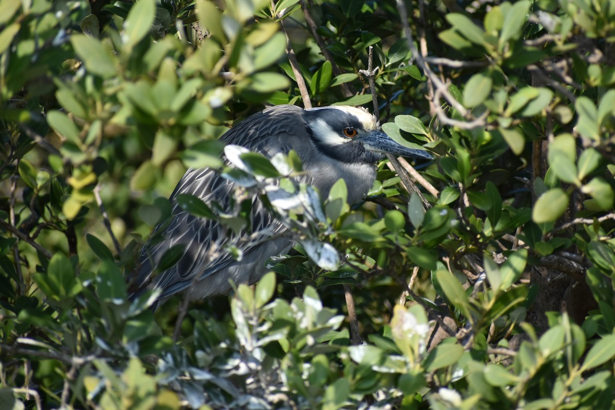 Yellow-crowned Night Heron - ML629246556