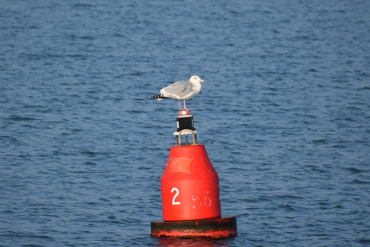 American Herring Gull - ML629246830
