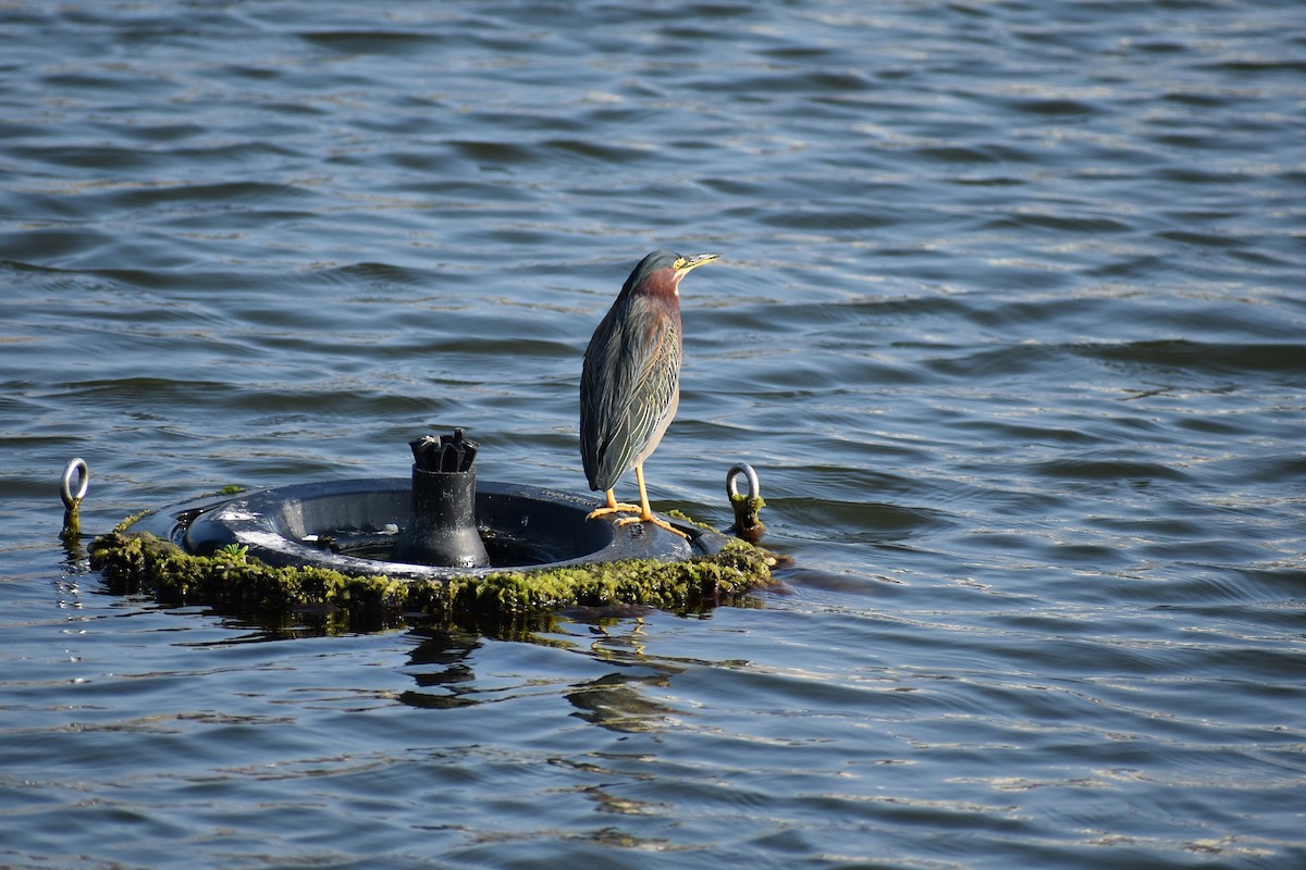 Green Heron - ML629246853