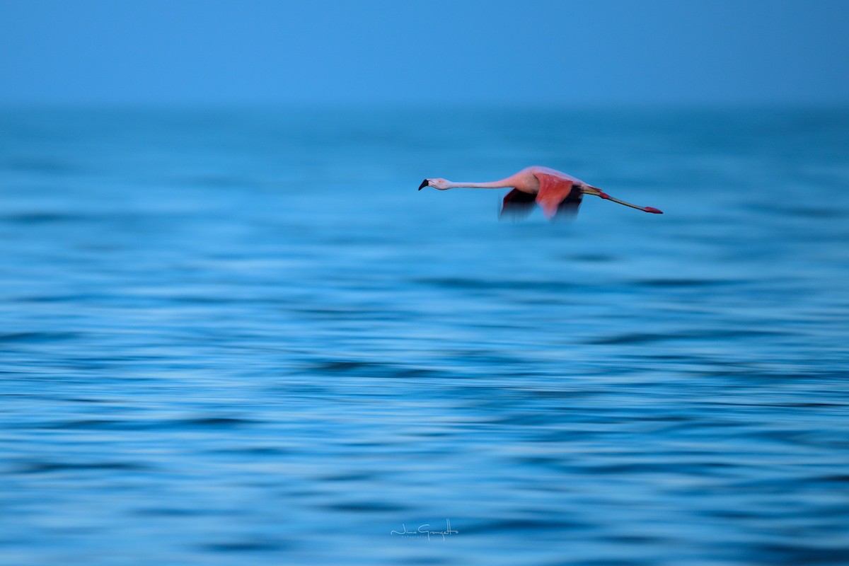 Chilean Flamingo - ML629247009