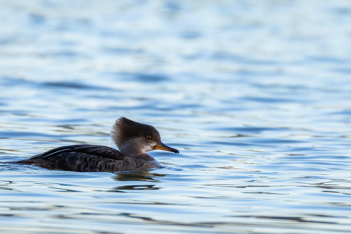 Zerra buruhandia - ML629247183