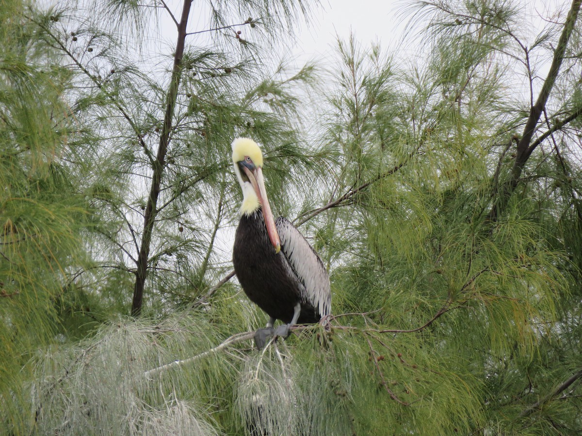 Brown Pelican - ML629247265