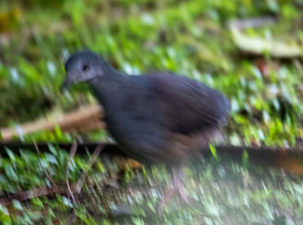 Purplish-backed Quail-Dove - ML629247410