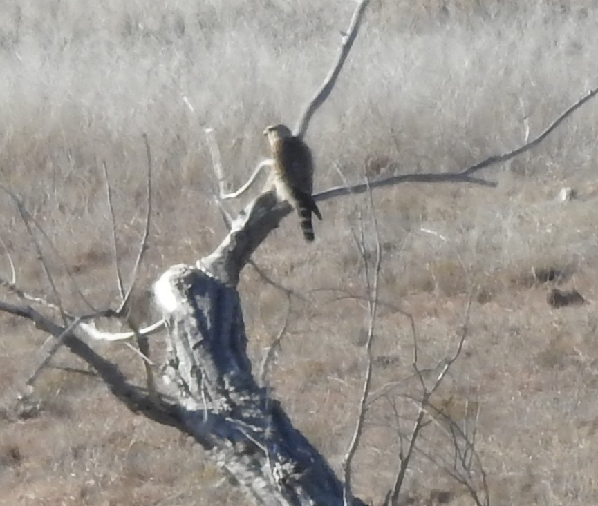 dvergfalk - ML629247511