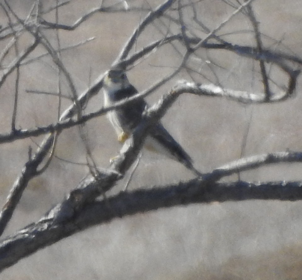 dvergfalk - ML629247512