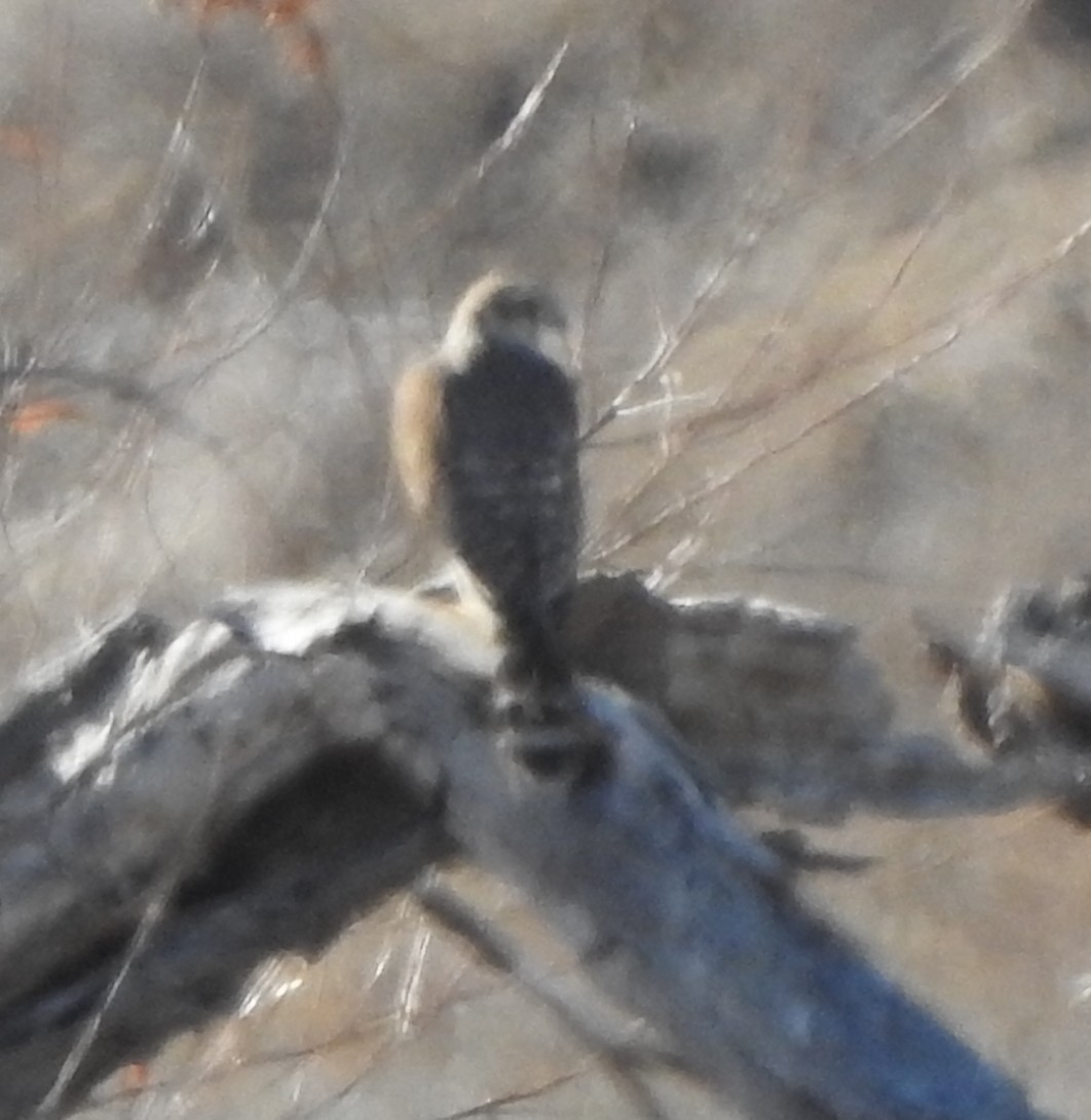 dvergfalk - ML629247513