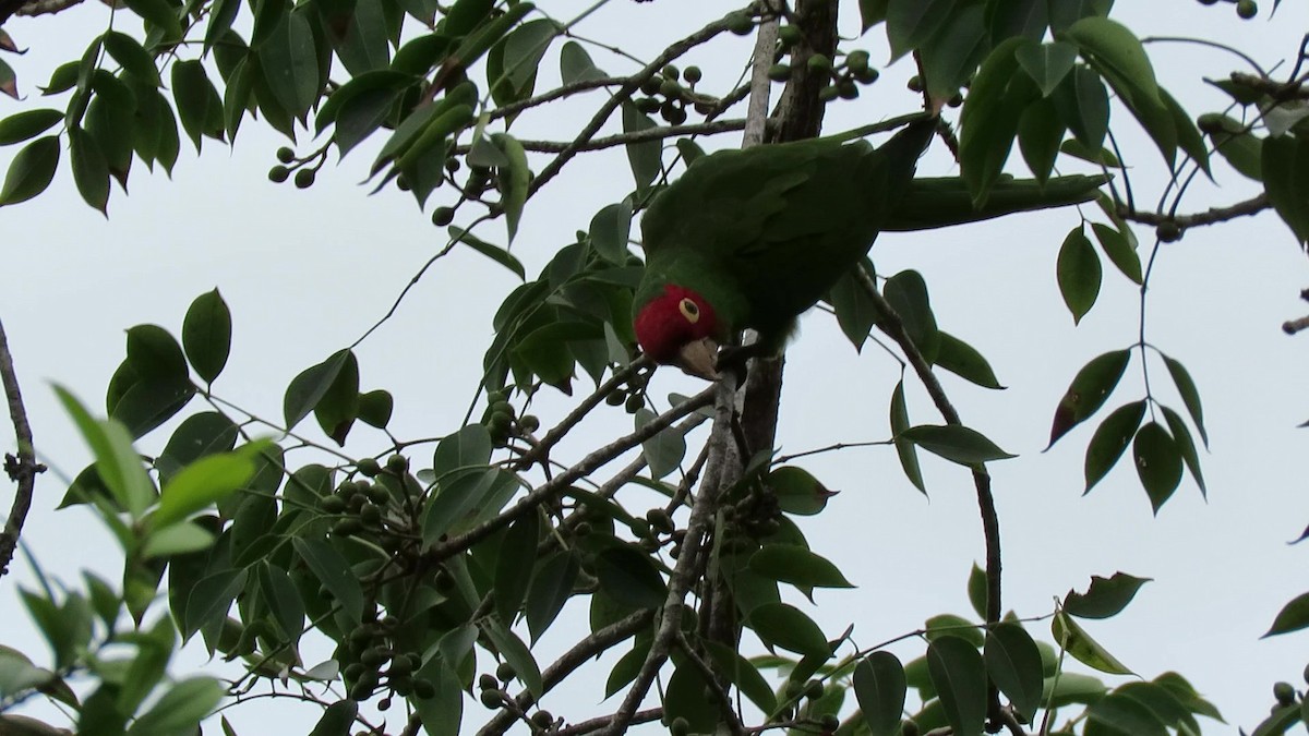 Red-masked Parakeet - ML629247541