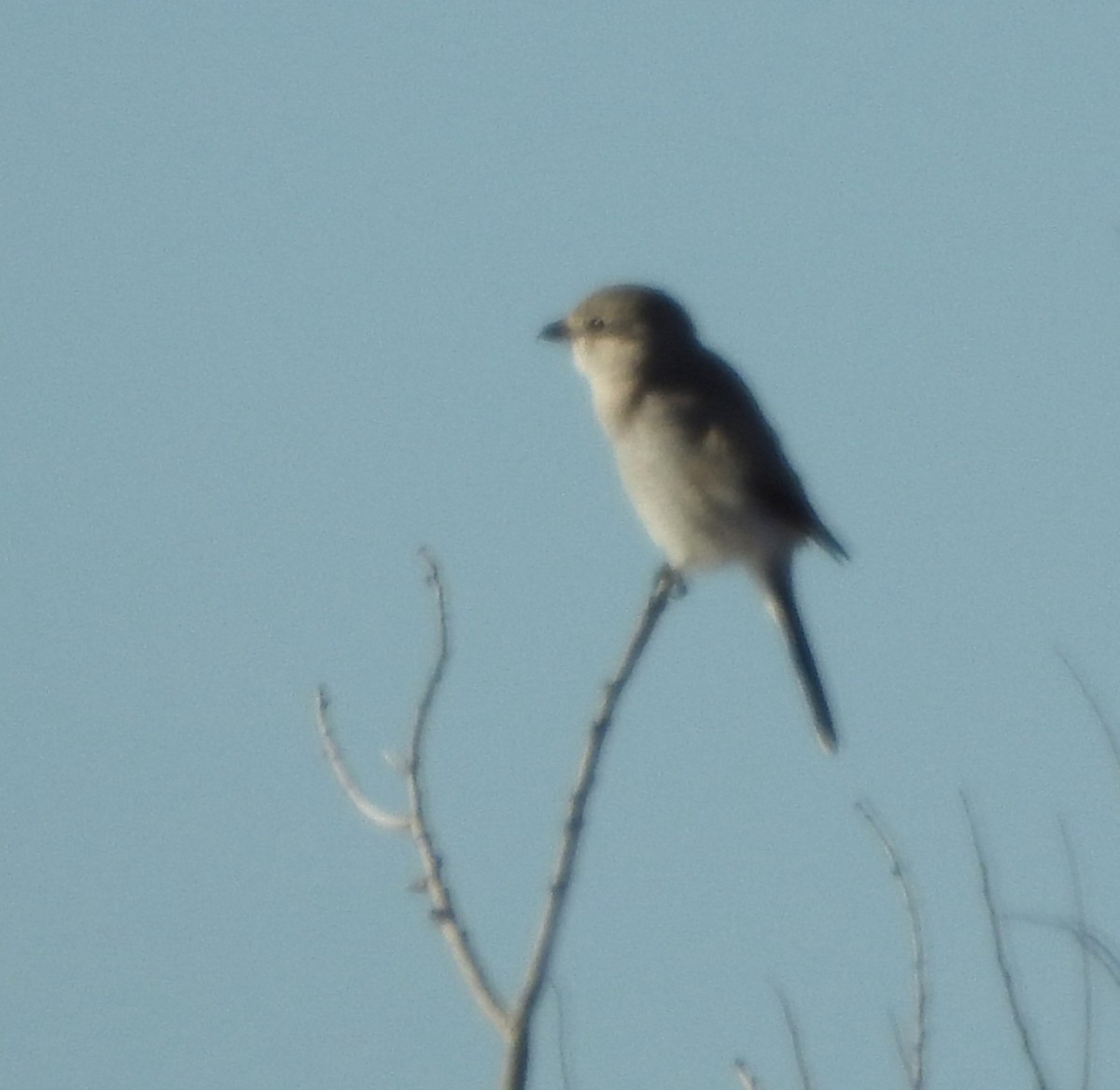 borealvarsler - ML629247545