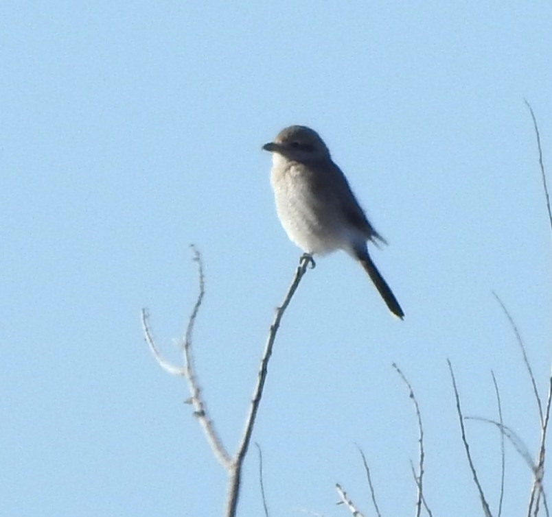 borealvarsler - ML629247546