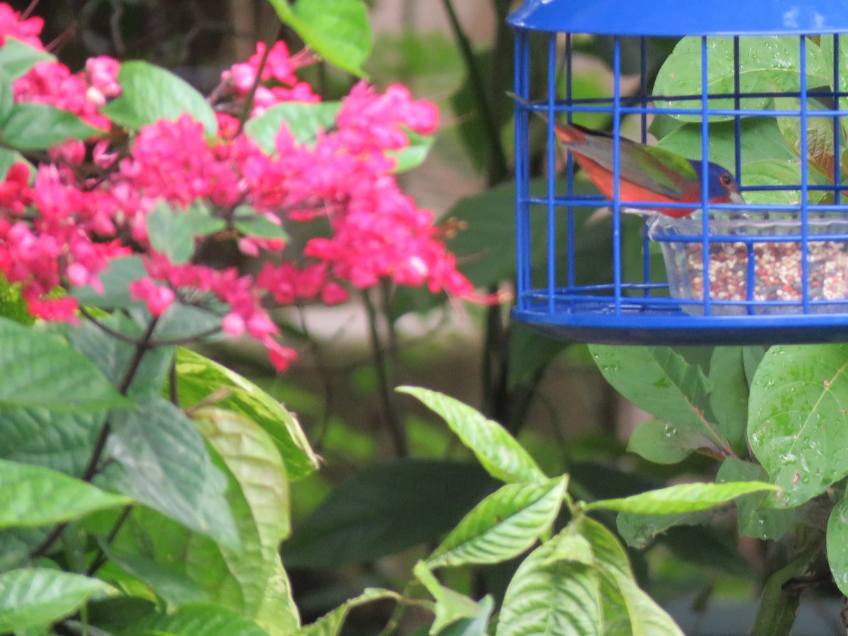Painted Bunting - ML629247577