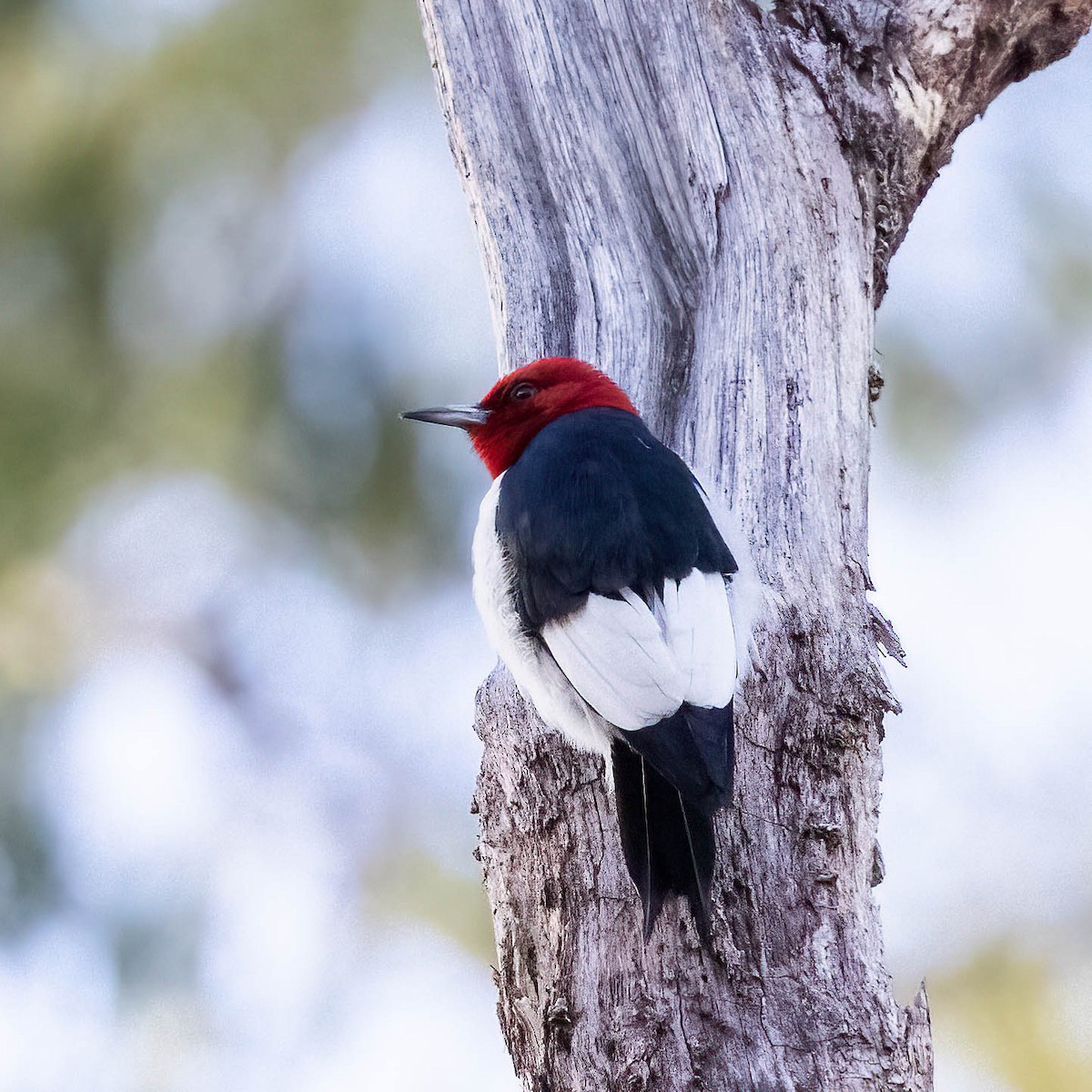 Red-headed Woodpecker - ML629247597