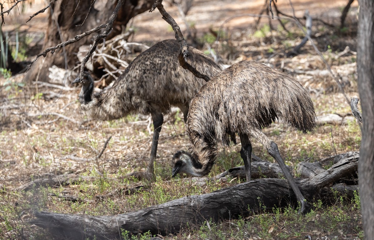 Émeu d'Australie - ML629247675