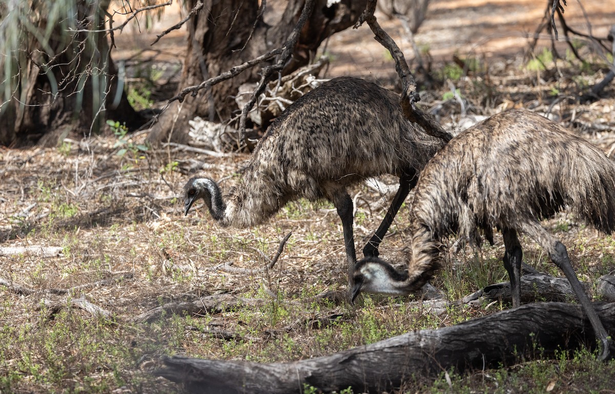 Émeu d'Australie - ML629247683