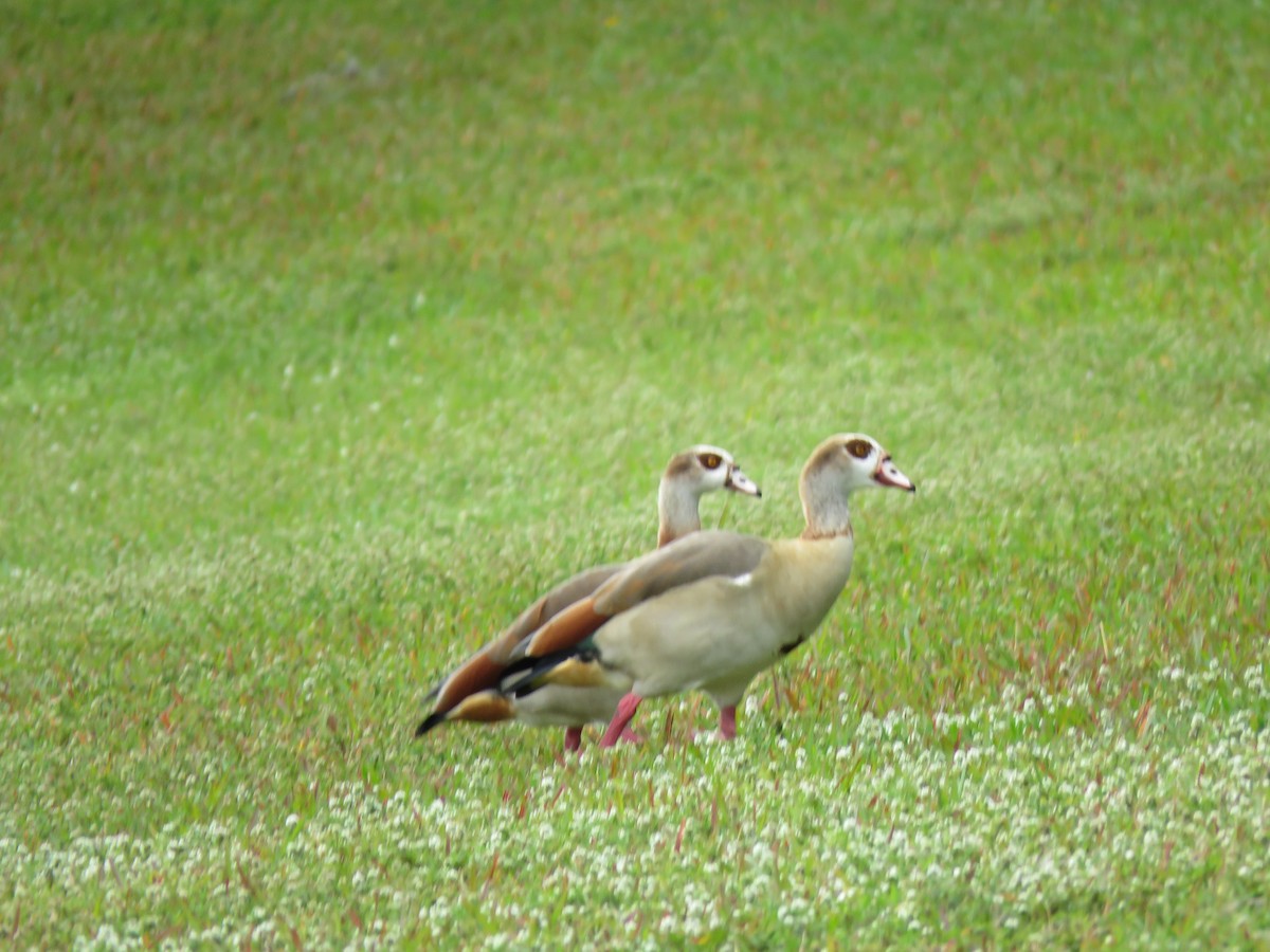 Egyptian Goose - ML629247711