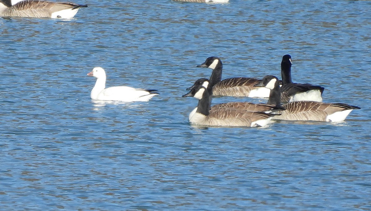 Snow/Ross's Goose - ML629247720
