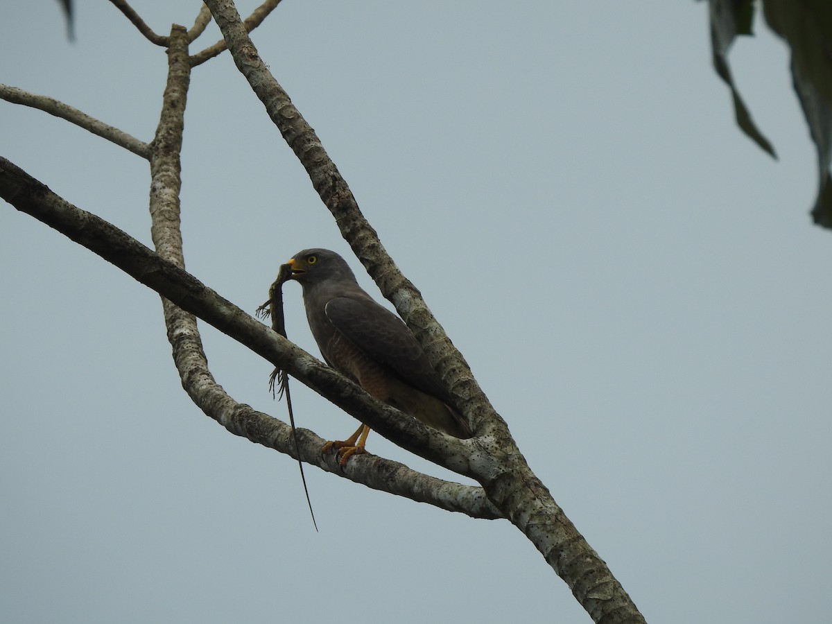 Roadside Hawk - ML629247786