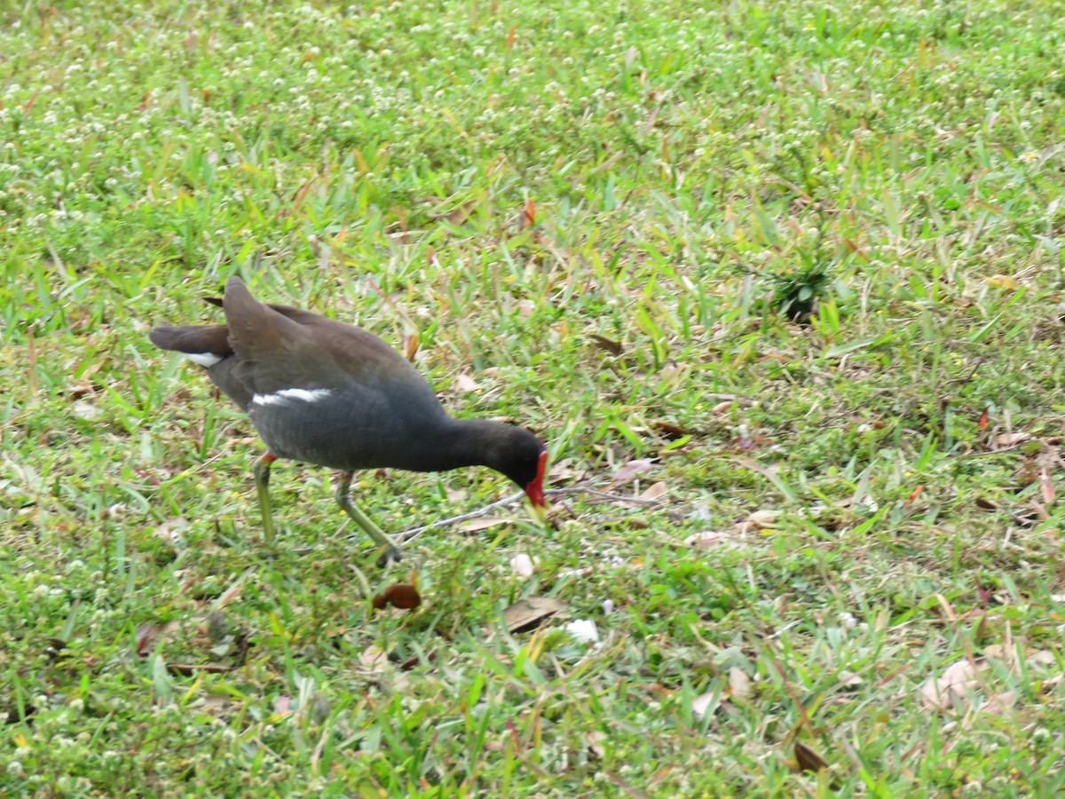 Common Gallinule - ML629247818