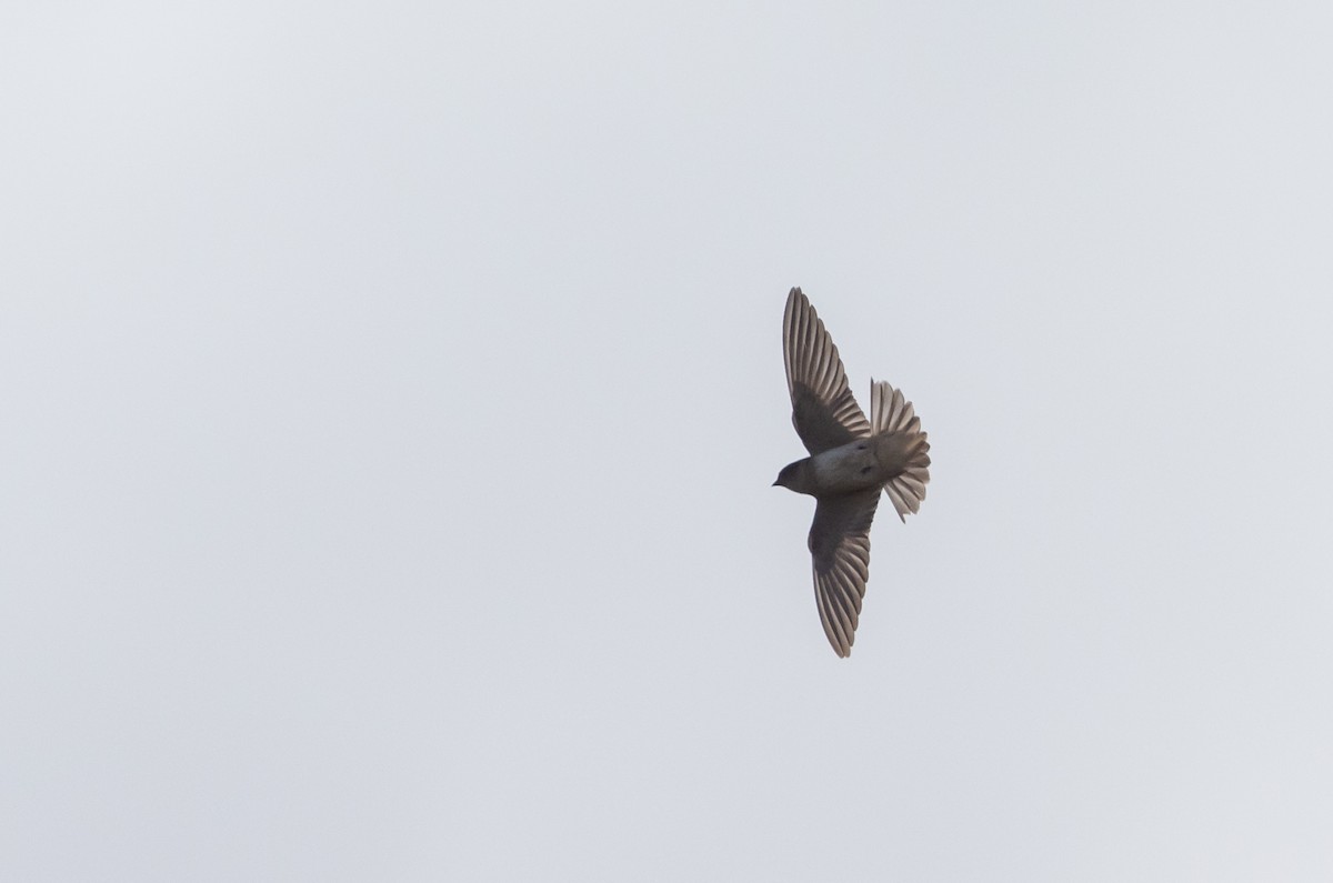 Tree Martin - ML629247855
