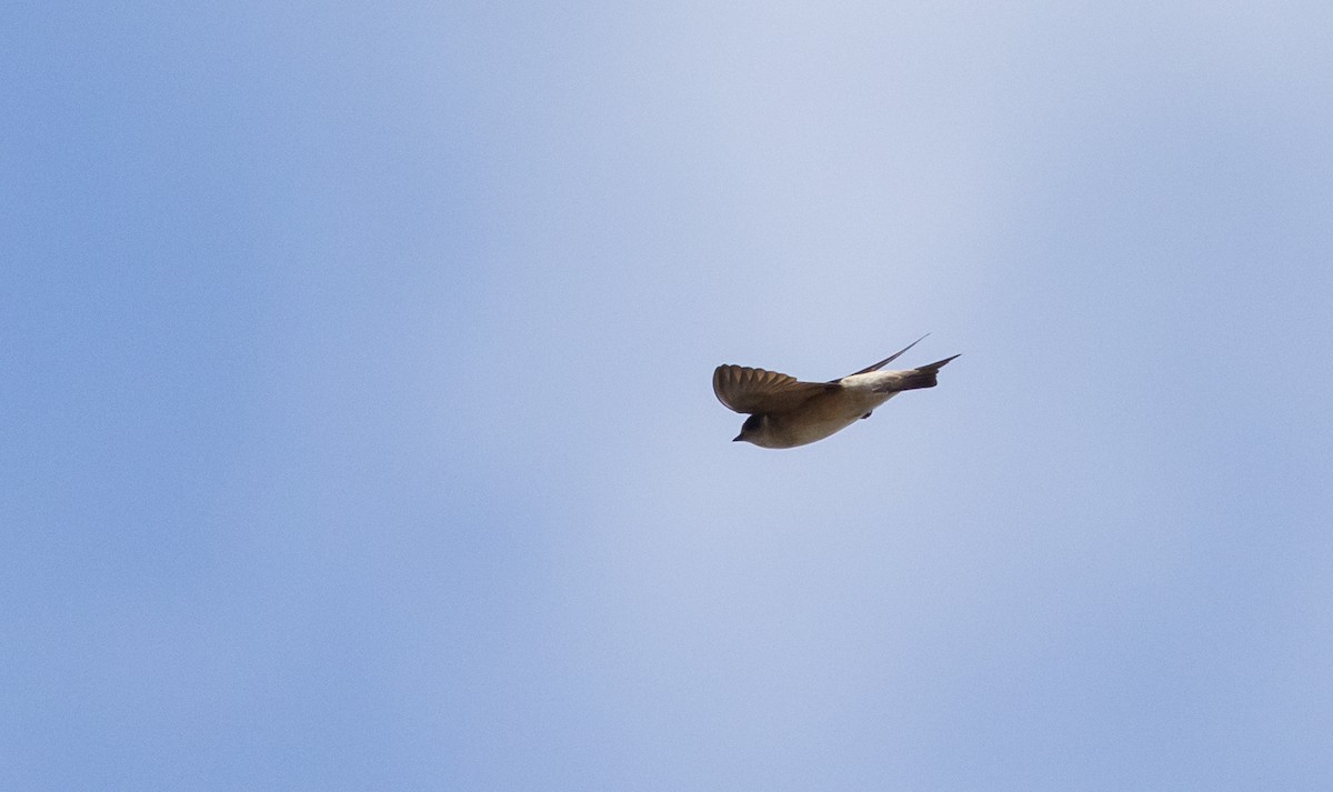 Tree Martin - ML629247858