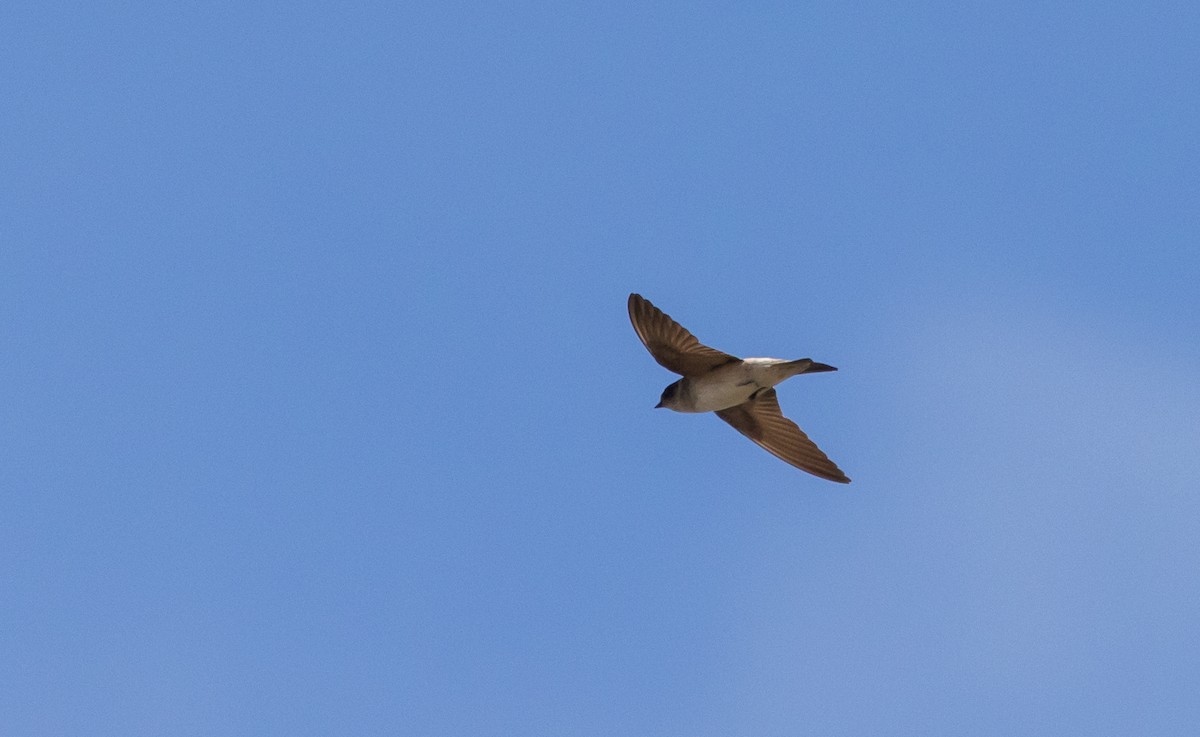 Tree Martin - ML629247859