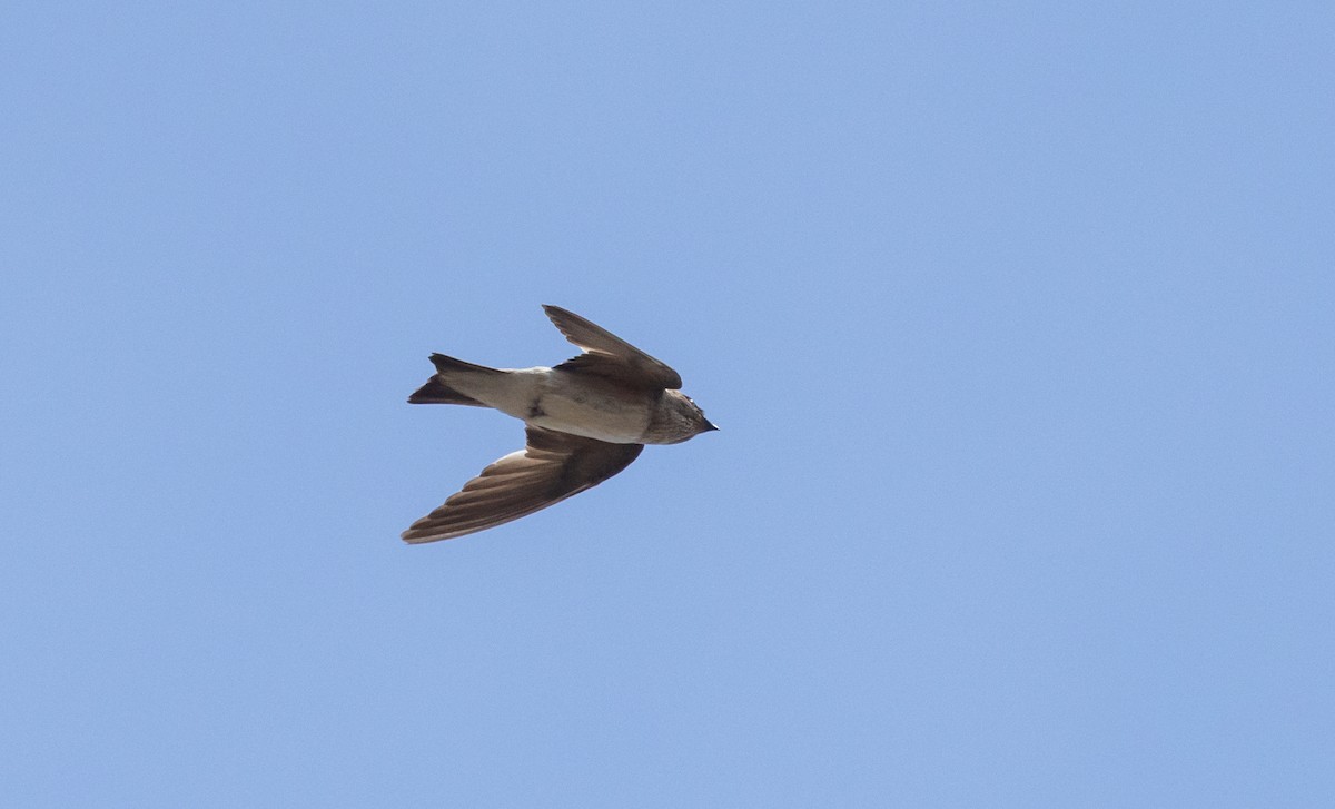 Tree Martin - ML629247867