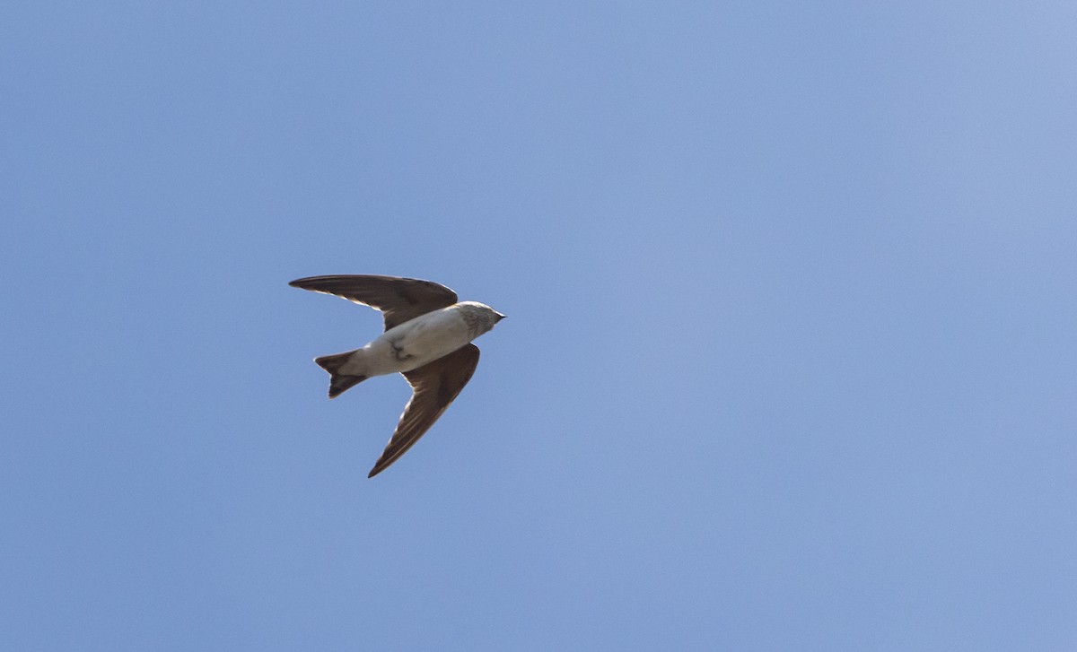 Tree Martin - ML629247870