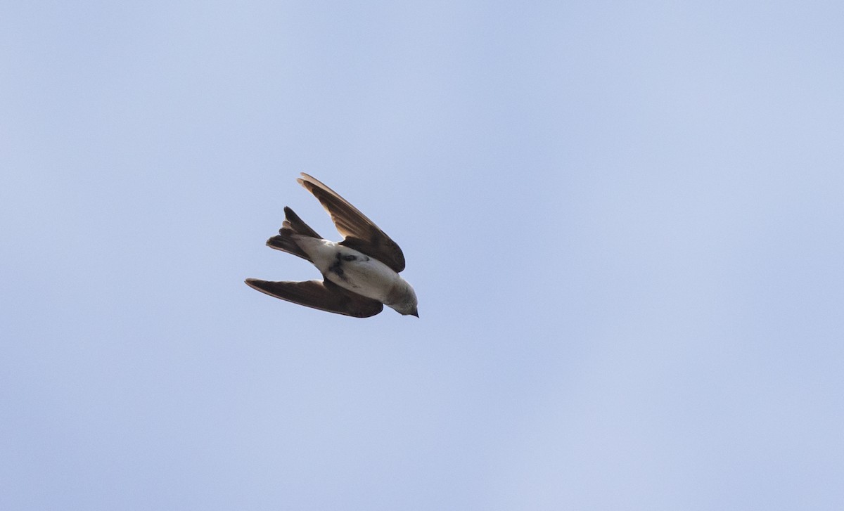 Tree Martin - ML629247871