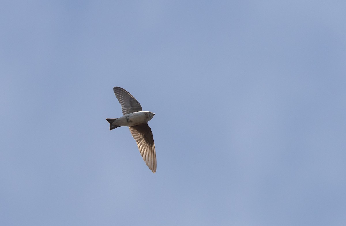 Tree Martin - ML629247872