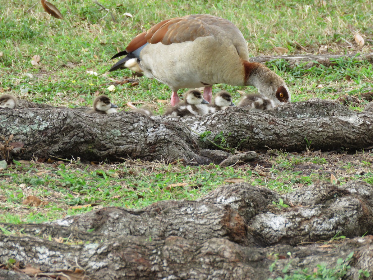 Egyptian Goose - ML629247932