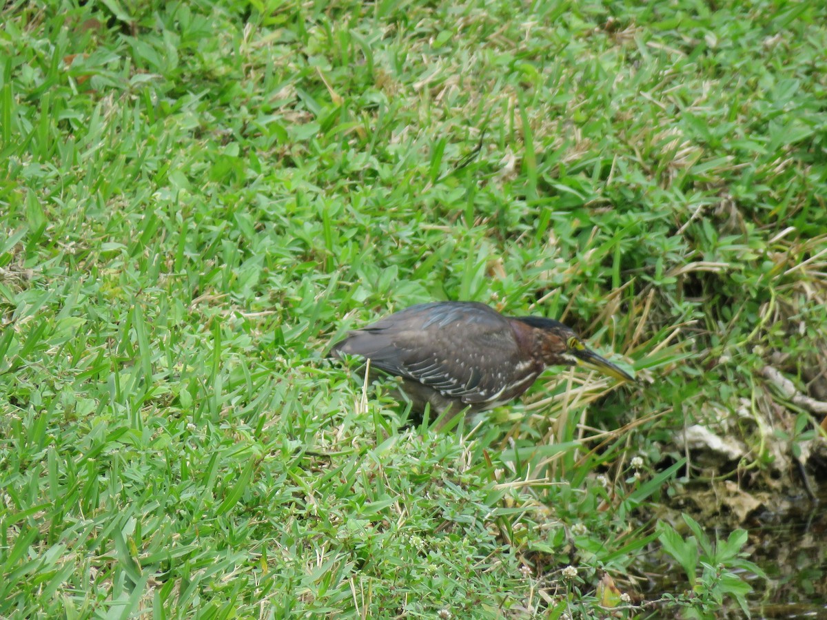 Green Heron - ML629248153