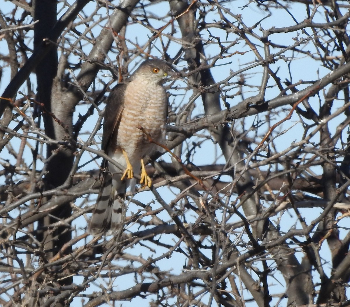 Cooper's Hawk - ML629248572