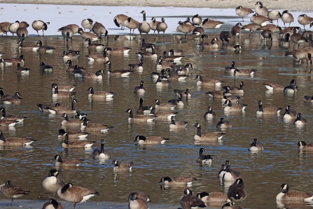 Cackling Goose - ML629248596